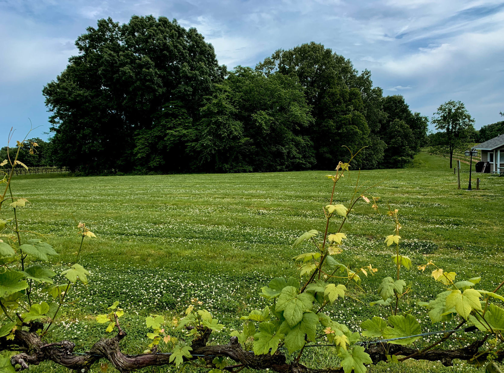 Wineries reopen after coronavirus shutdown